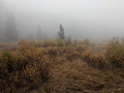 白天，白色天空下的棕色草地